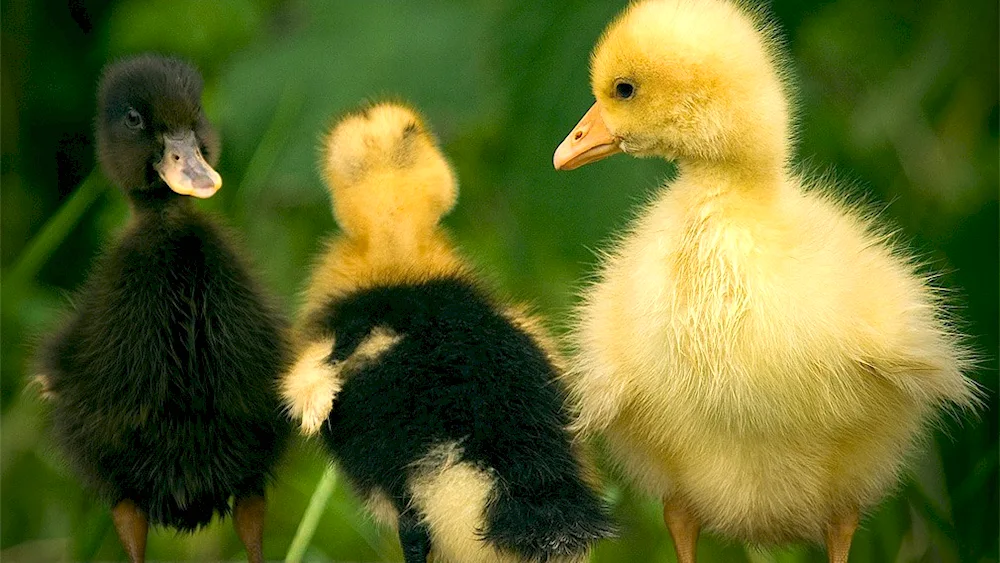 Gosy goose and goslings
