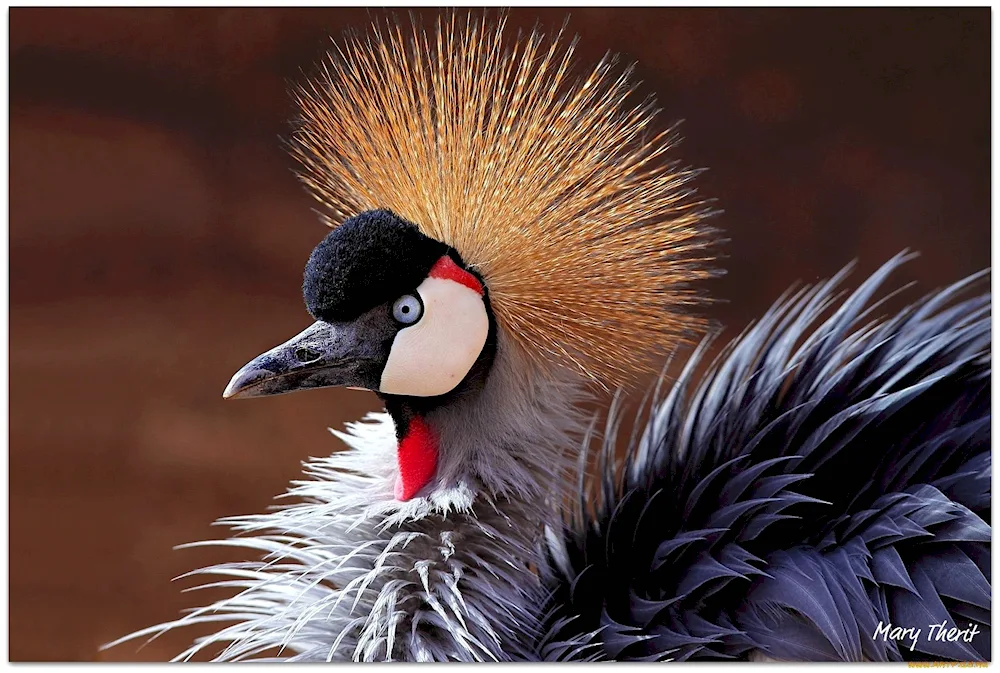 Crested birds
