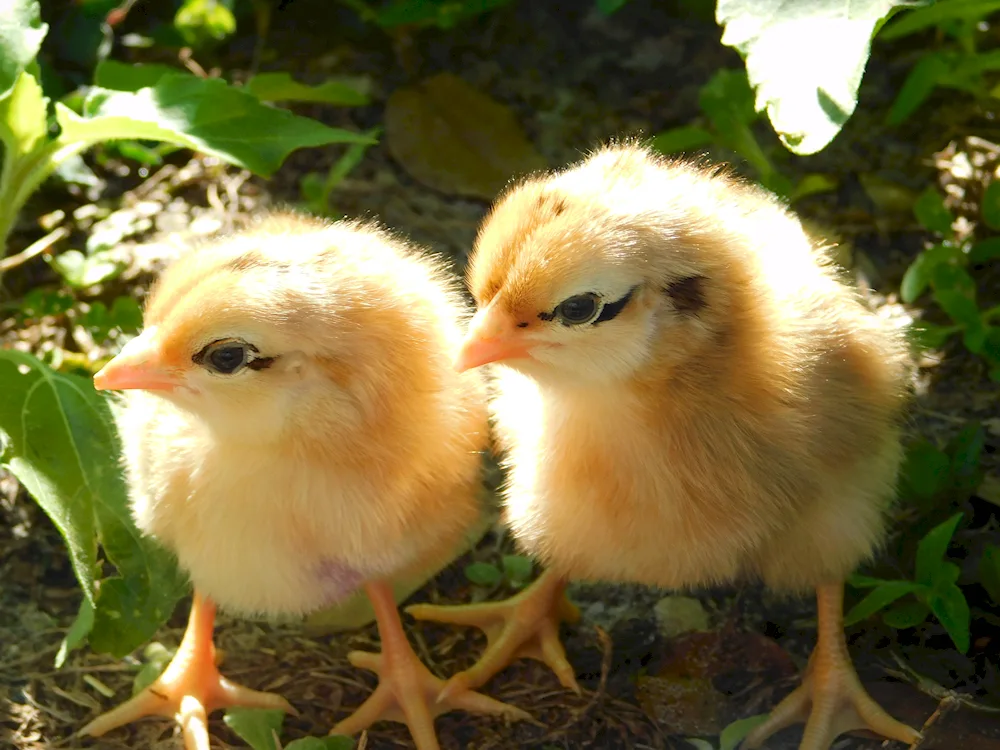 Crested Chickens