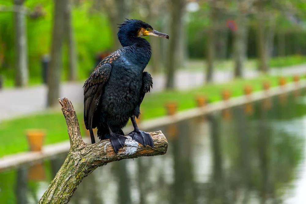 Black Sea Cormorant