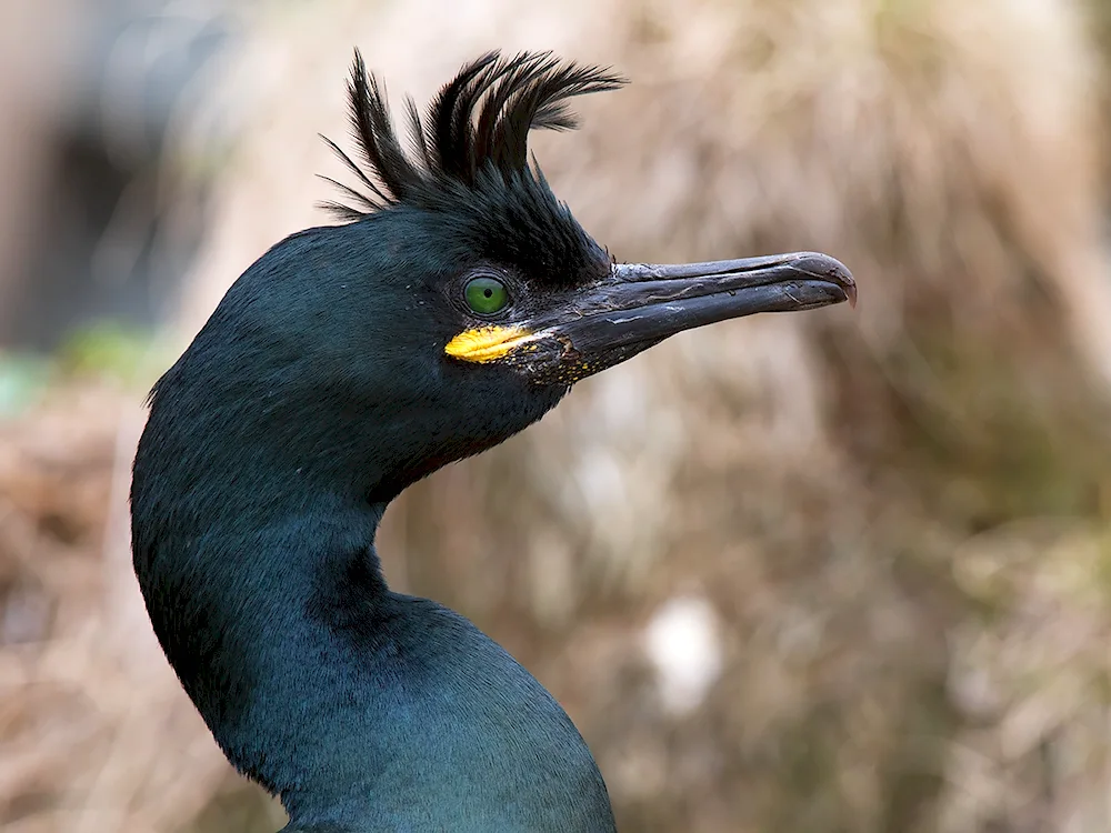 Crested Cormorant Black Sea Cormorant