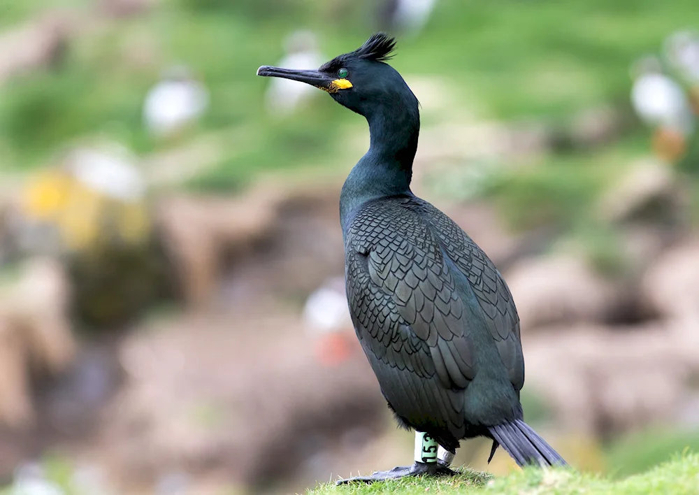 Gull Cormorant Albatross