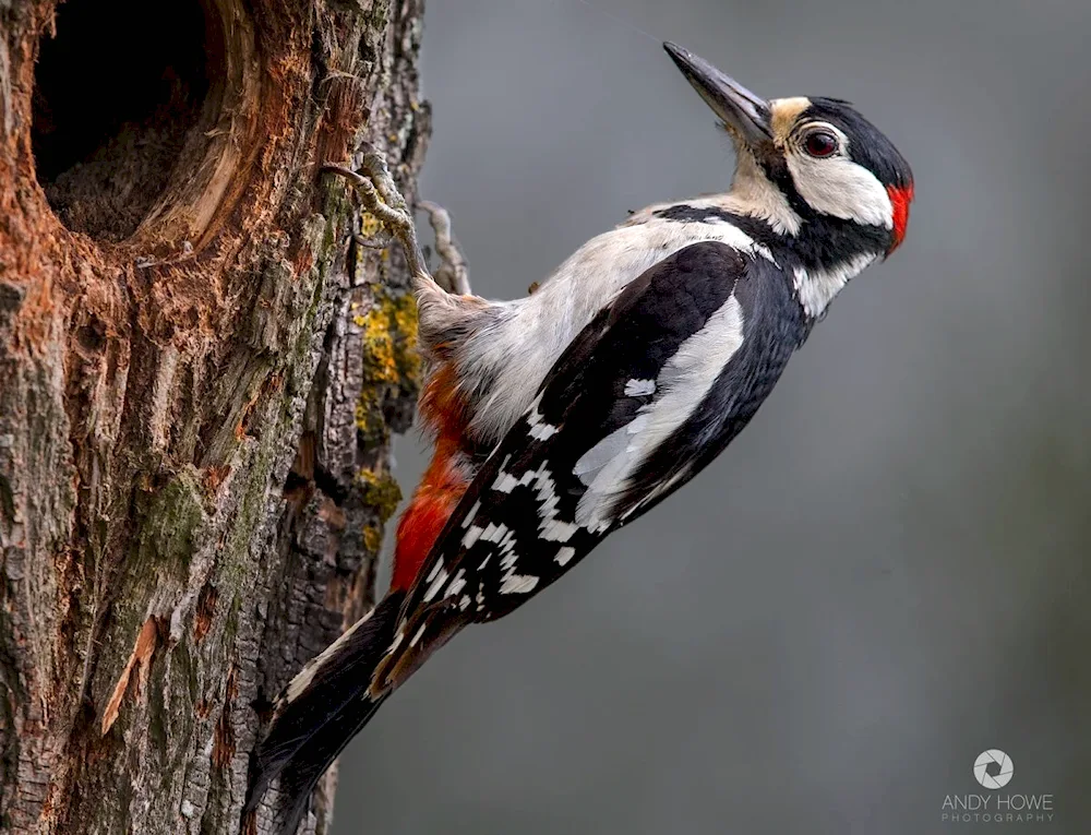 Crested Red-backed Woodpecker