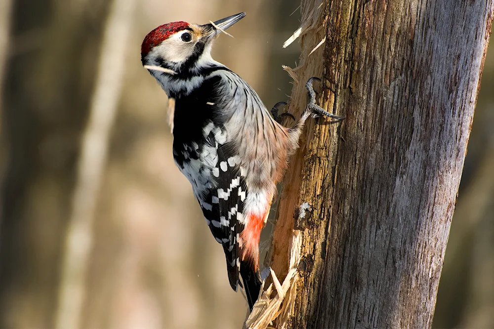 Crested Red-backed Woodpecker