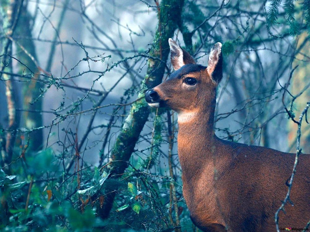 Horned deer