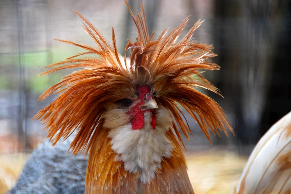 Cockerel's haircut.