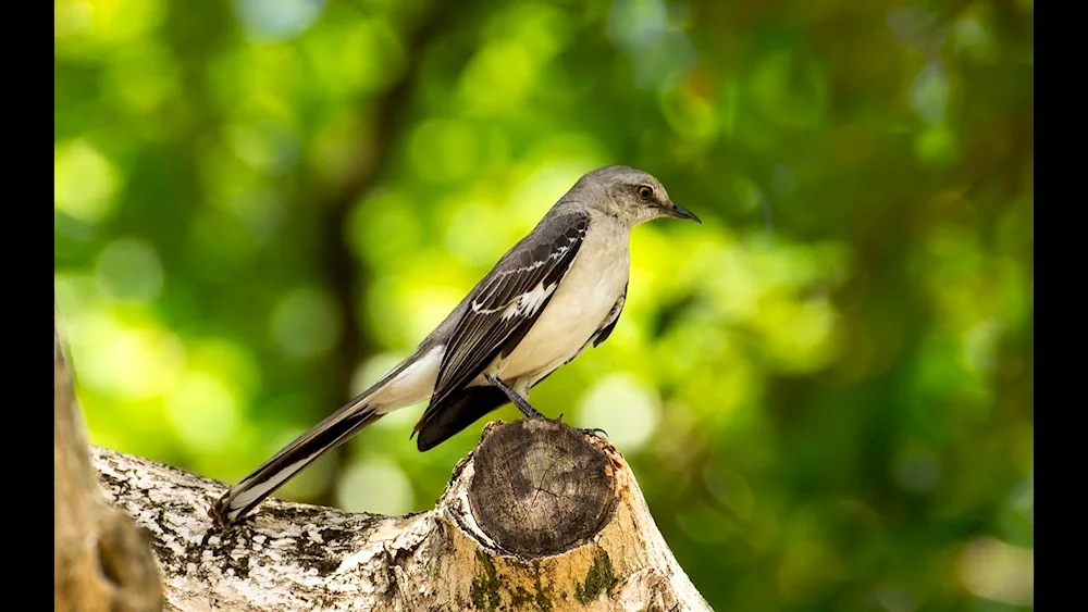 Bird mockingbird