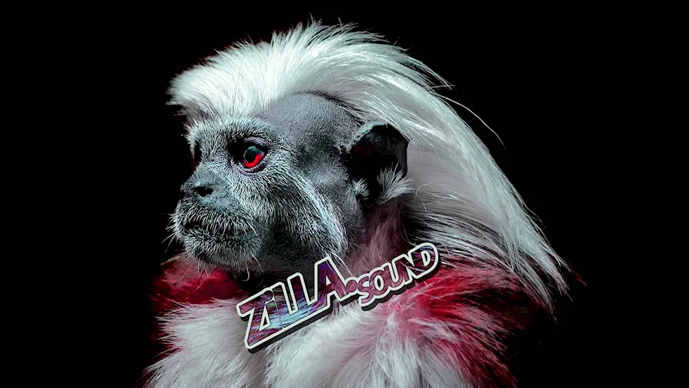 Crested Tamarin