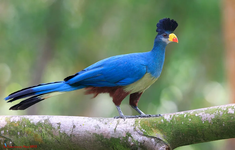 Crested Turaco