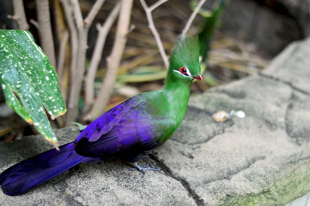 Parrot pigeon