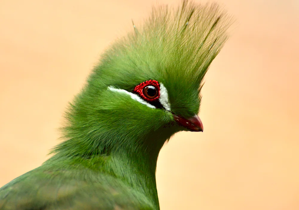 Bird on a branch