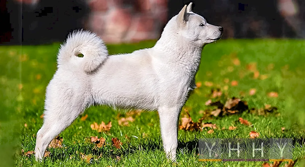 Hokkaido dog breed