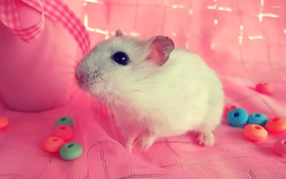 Jungaric hamster