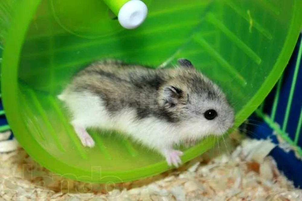 Dwarf hamster