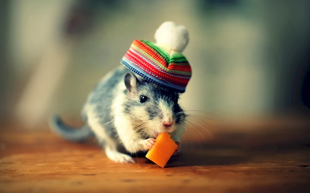 New Year's rat