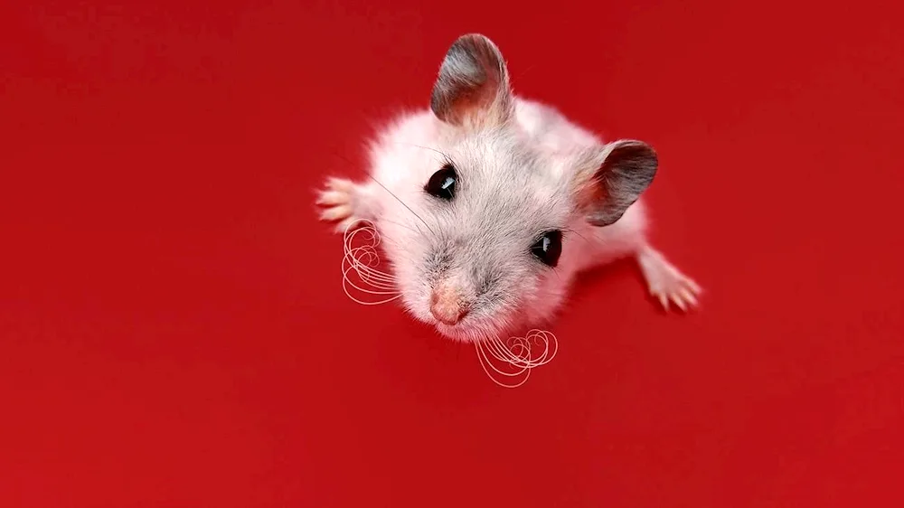 Big-eared hamster in a cap