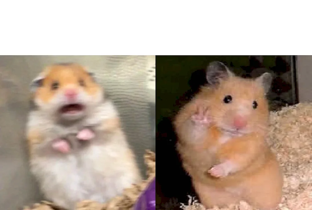 Jungarian hamsters