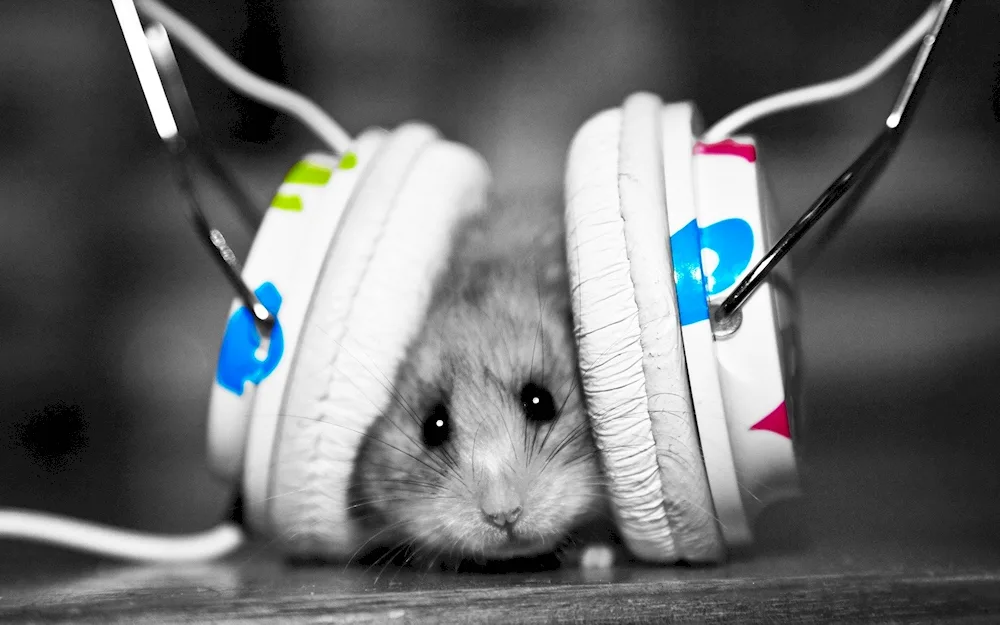 Mouse