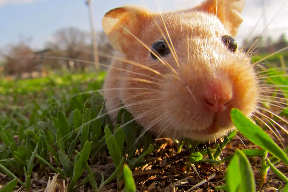 The screaming hamster