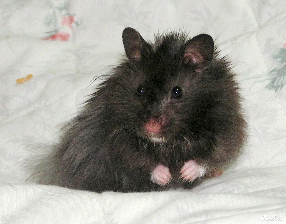 Angora hamster black Syrian hamster black