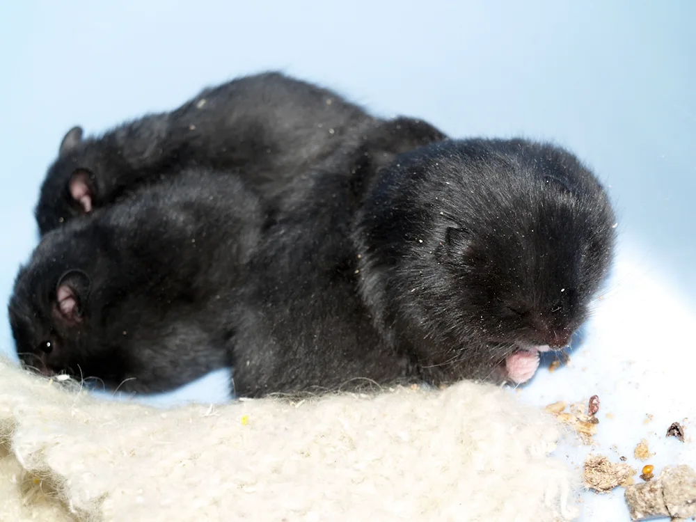 Syrian hamster black