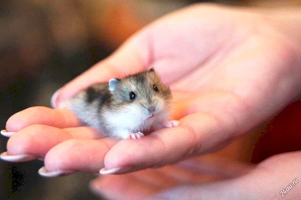 Jungarian hamster