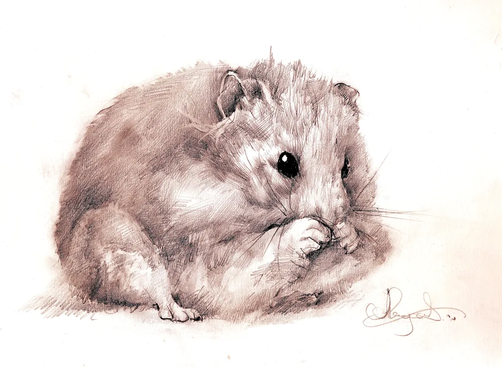 Hamster drawings for sketching