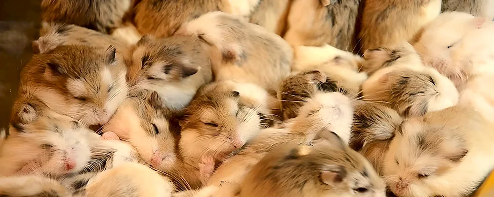 Jungarian albino hamster