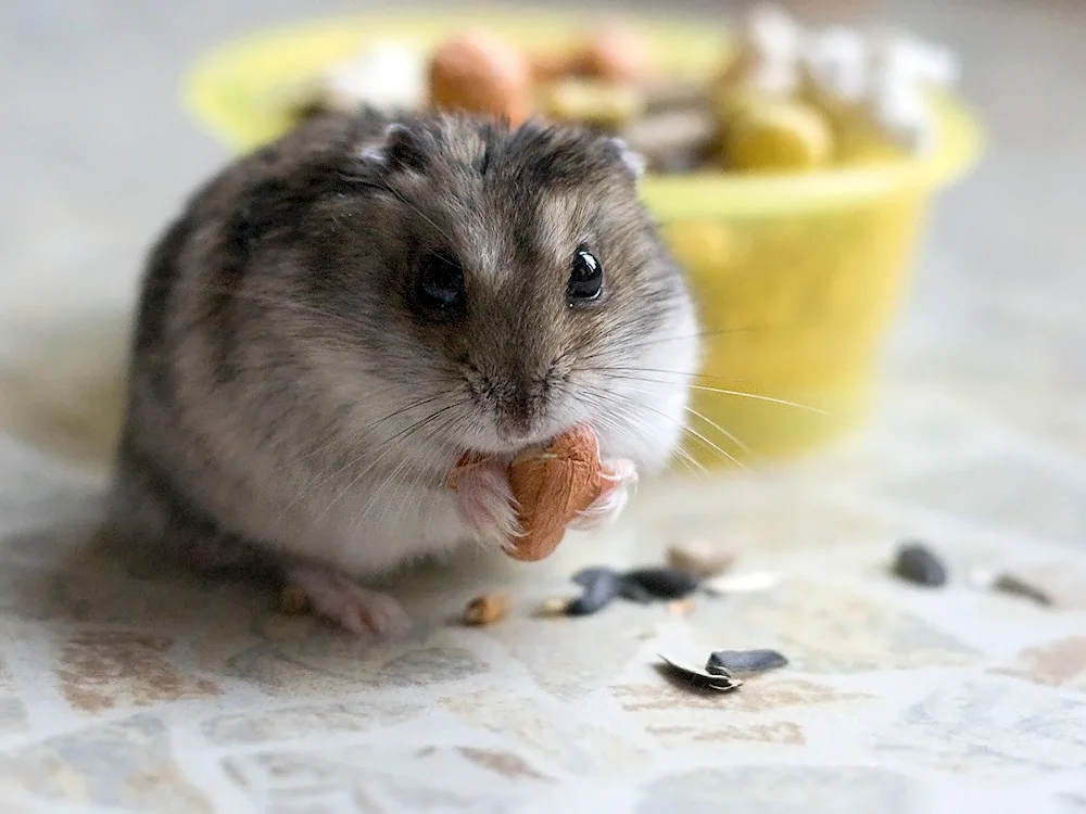 Jungarian hamster