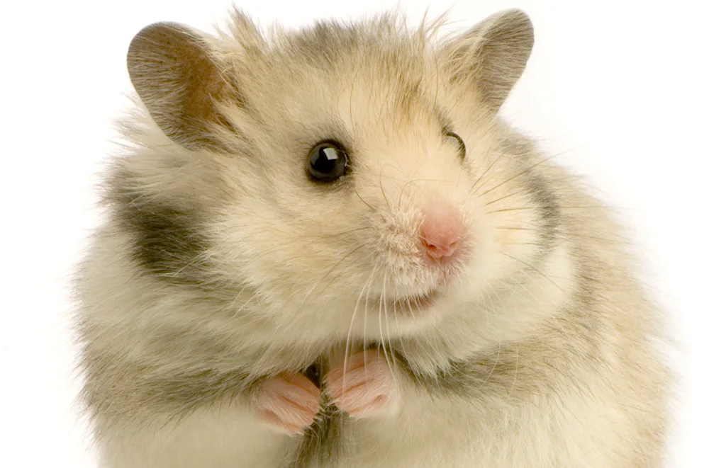 Syrian hamster