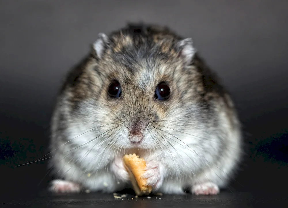 Hamster Dzungarian