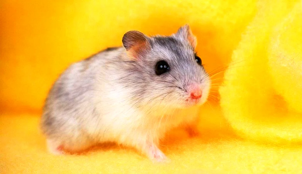 Jungarian hamster