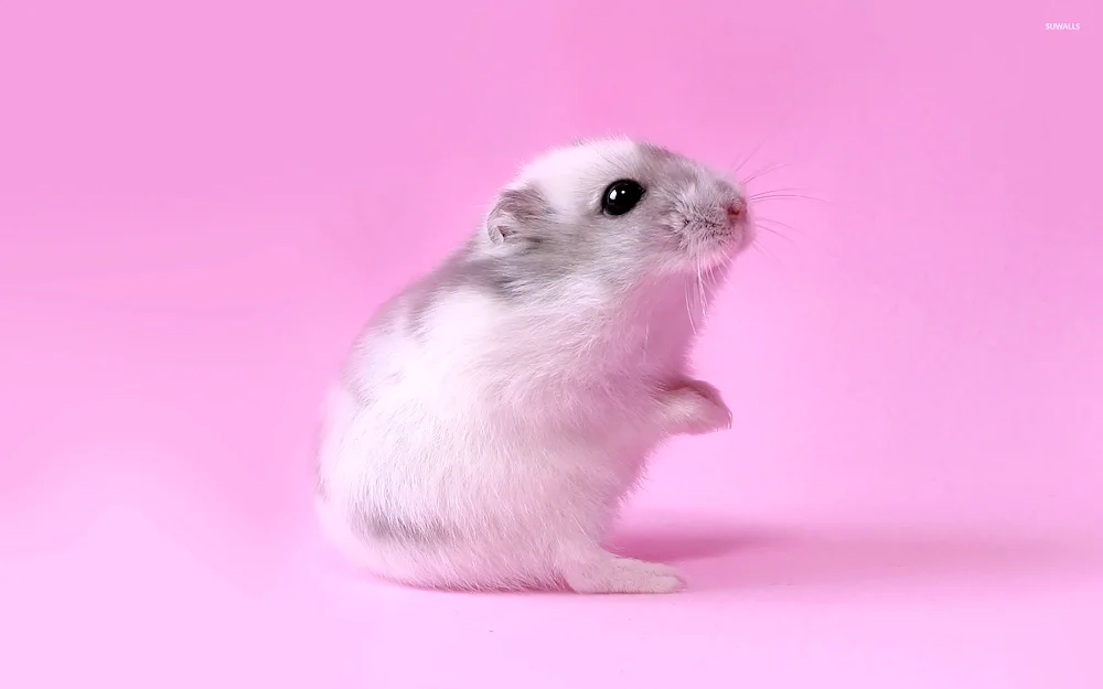 Campbell's hamster albino