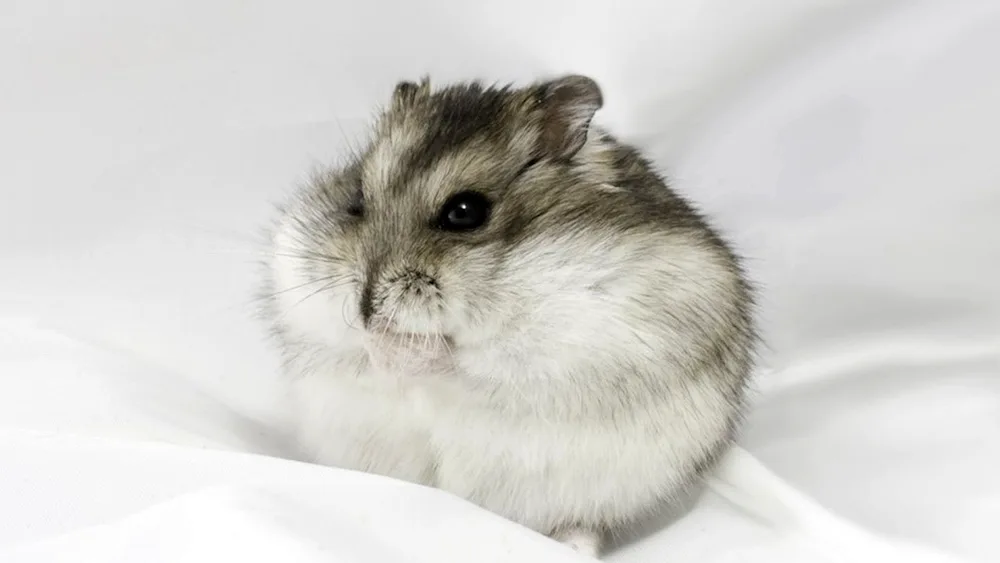 Jungarian hamster