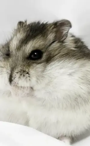 Dzungarian hamster