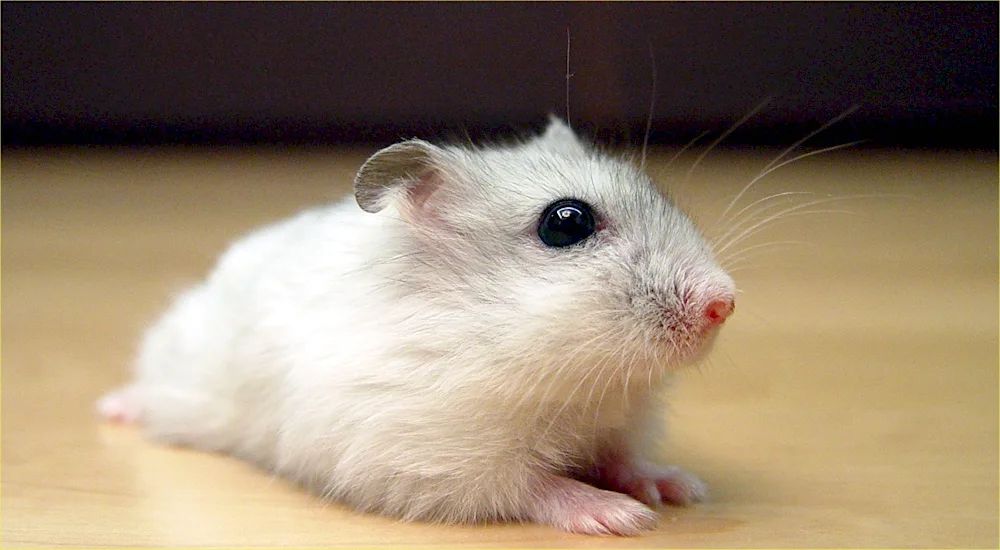 Jungarian hamster