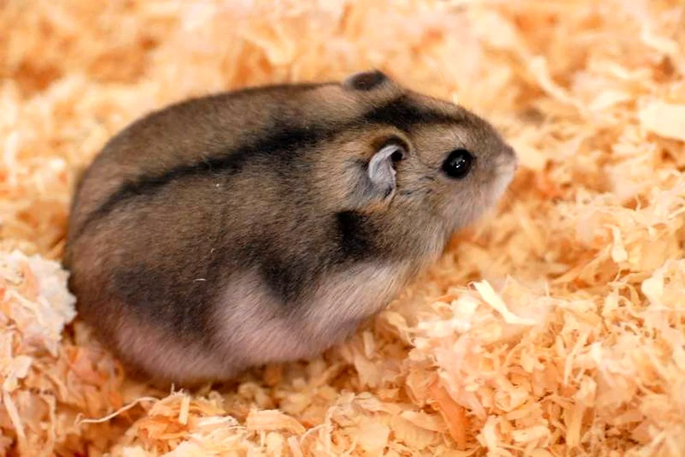 Dzungarian hamster sapphire