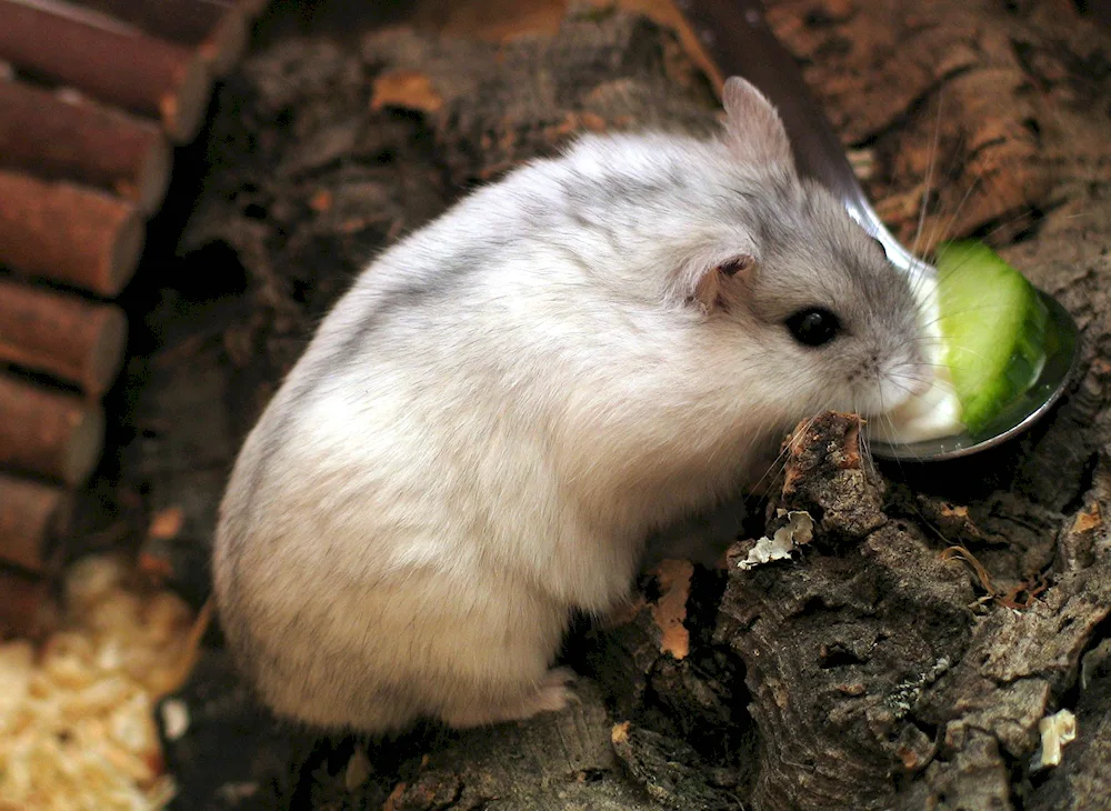 Dwarf Roborowski's hamster