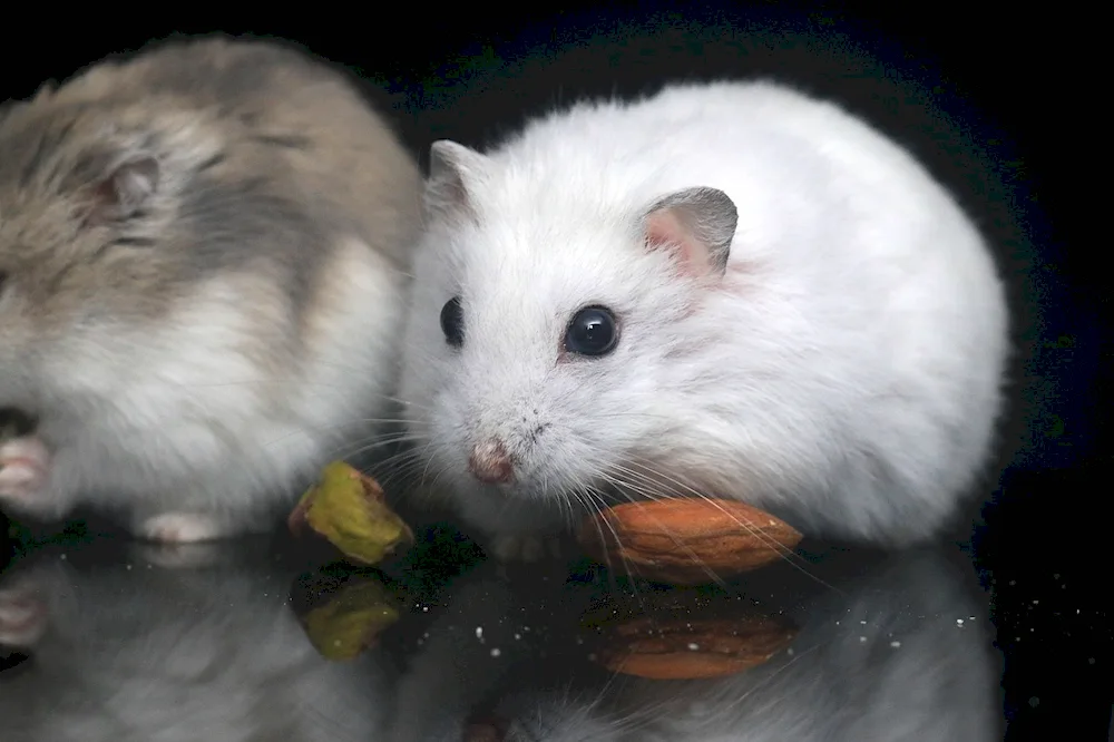 Jungarian hamsterJungarian hamster