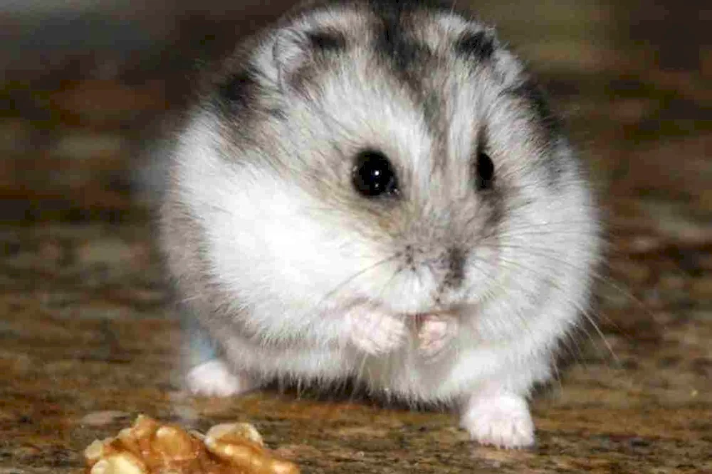 Jungarian hamster