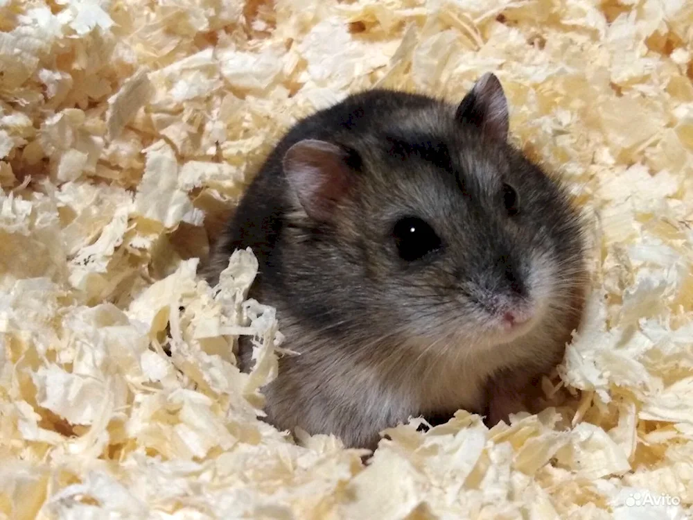 Dwarf hamster Jungar