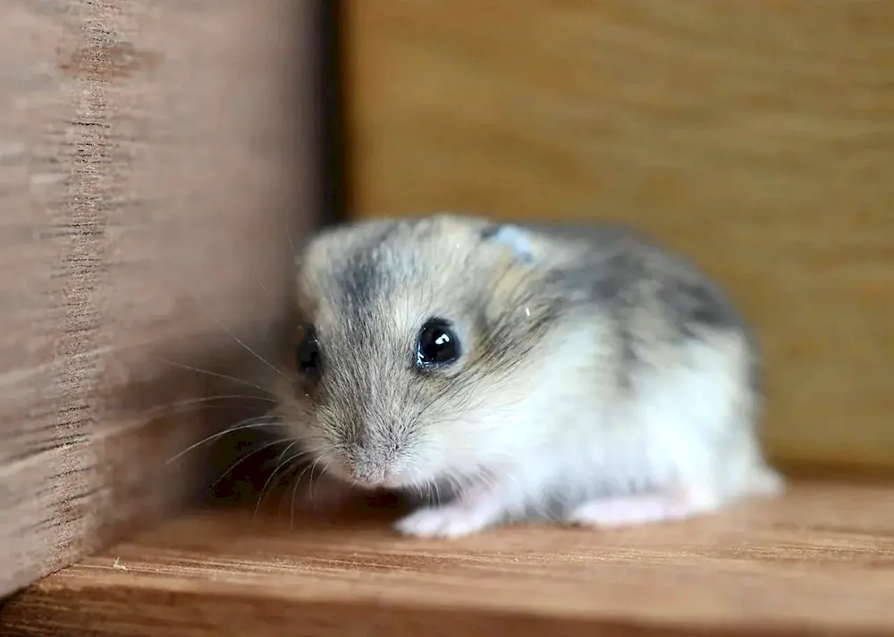 Jungar hamster