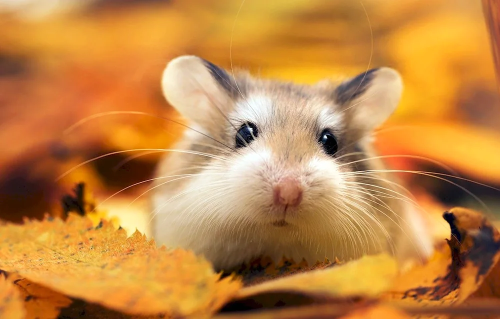 Wild hamster picture