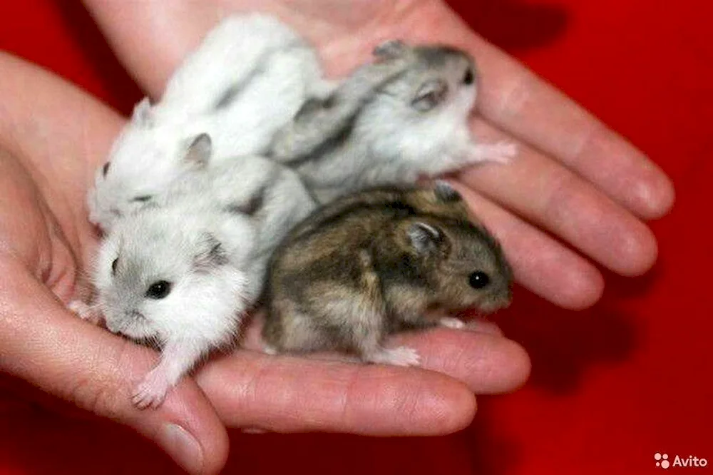 Jungarian hamster