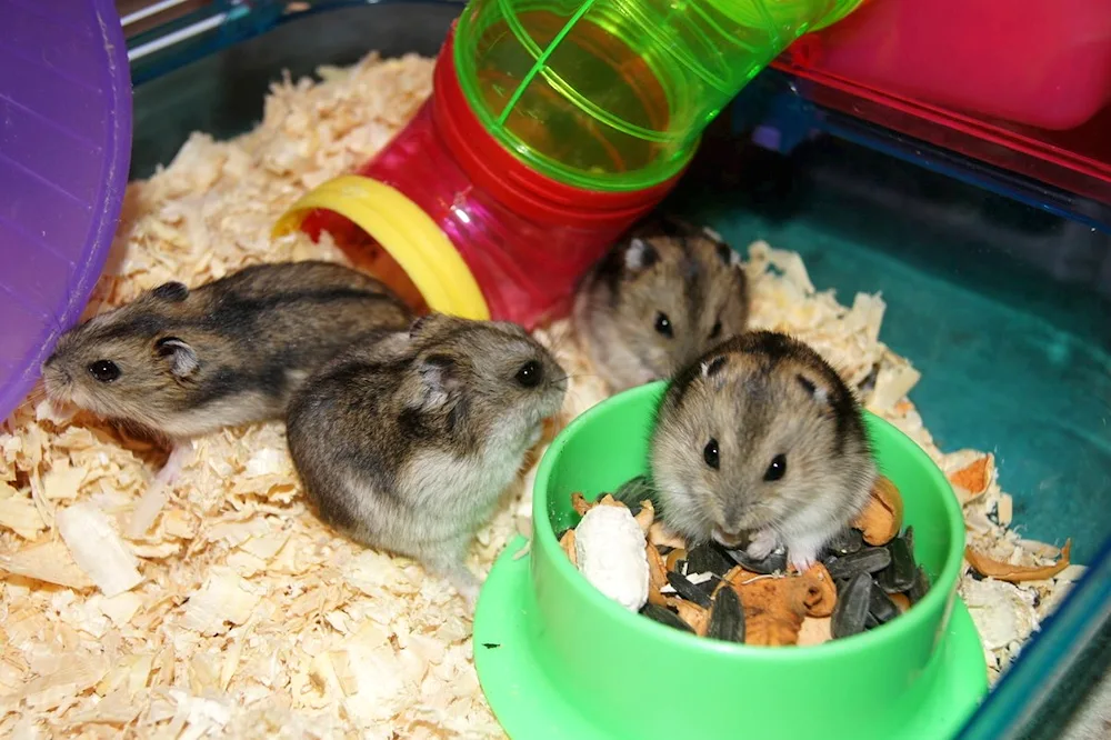 Jungarian hamster