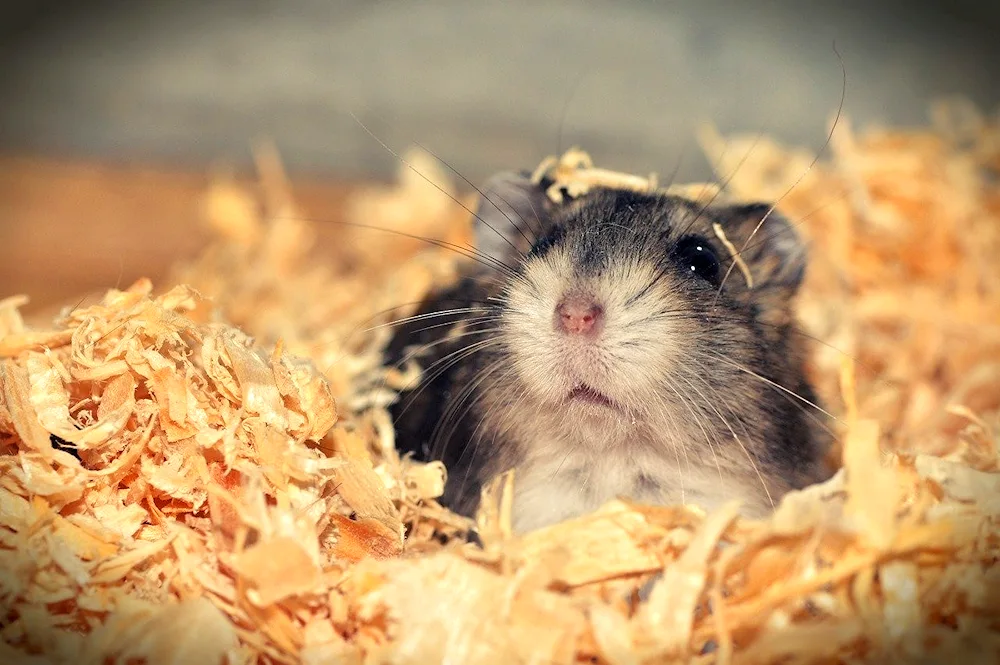 Dwarf hamster