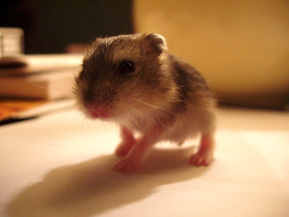 Jungarian hamster