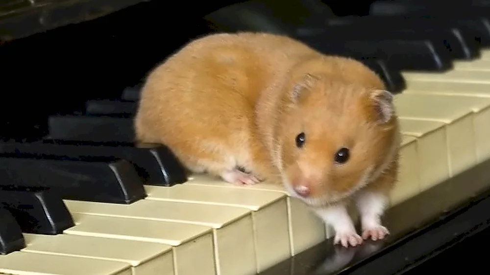 Jungarian hamster