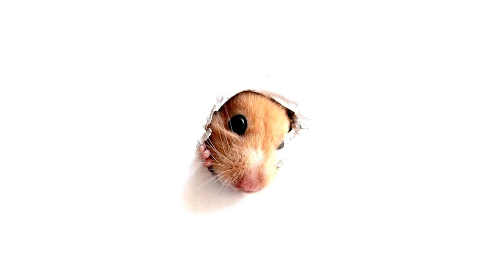 Hamster picture