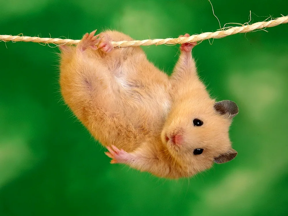 Wild hamster